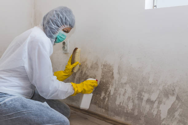 Certified Mold Removal in Lewisport, KY