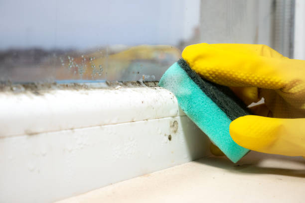 Mold Removal and Inspection in Lewisport, KY